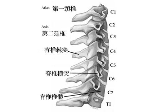 頸椎の構造