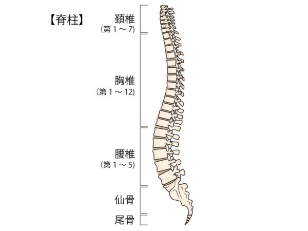 脊椎の構造　東京脊椎クリニック