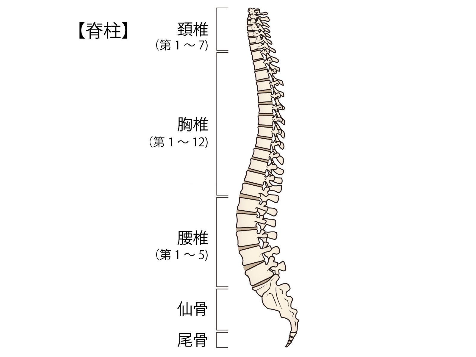 脊椎(背骨)とは、構造や仕組みを詳しく解説 - 医療法人メディカルフロンティア
