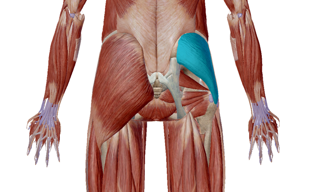 お尻の筋肉の重要性をどのくらい知っていますか 医療法人メディカルフロンティア